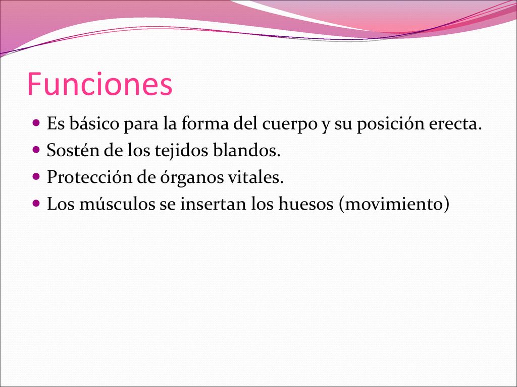 Funciones Es básico para la forma del cuerpo y su posición erecta.