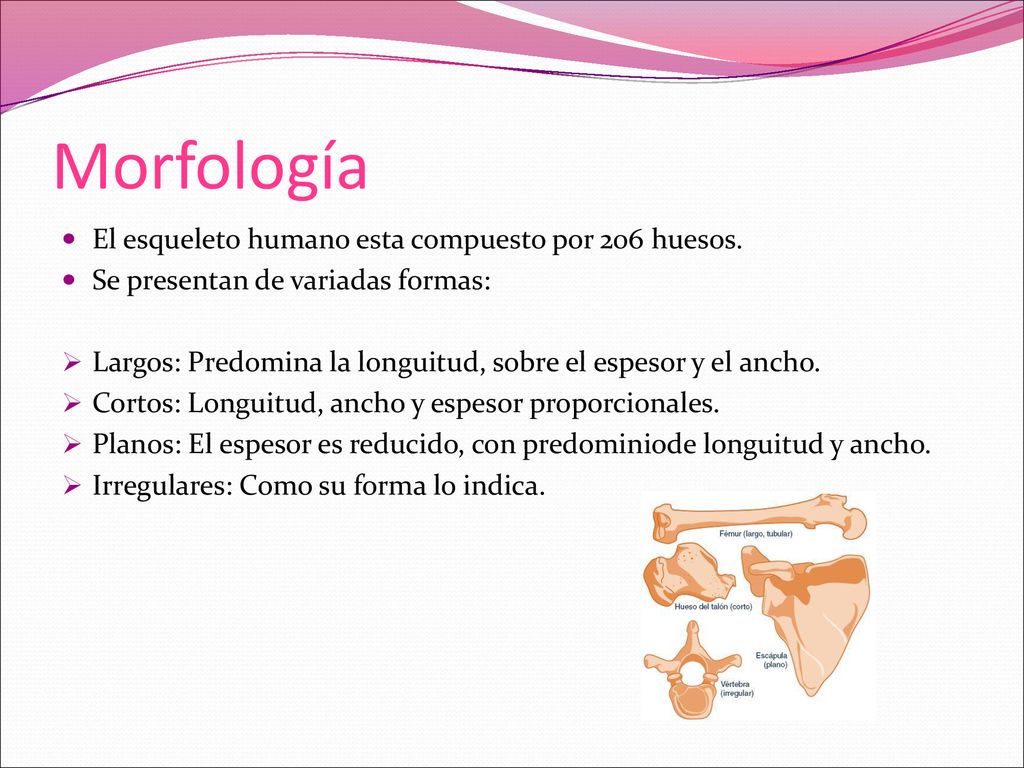 Morfología El esqueleto humano esta compuesto por 206 huesos.