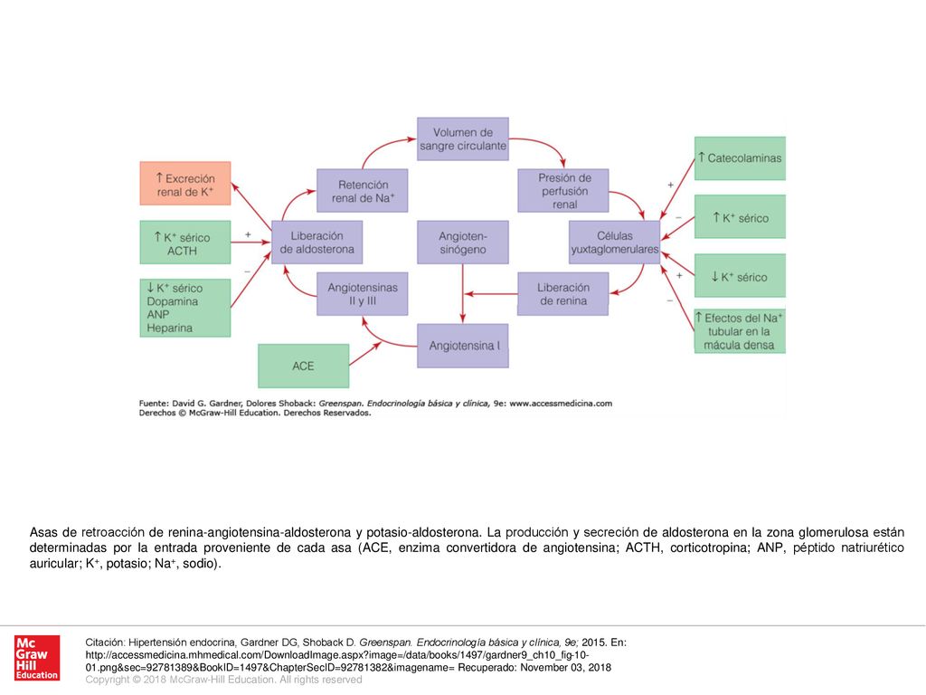 Asas de retroacción de renina-angiotensina-aldosterona y potasio-aldosterona. La producción y secreción de aldosterona en la zona glomerulosa están determinadas por la entrada proveniente de cada asa (ACE, enzima convertidora de angiotensina; ACTH, corticotropina; ANP, péptido natriurético auricular; K+, potasio; Na+, sodio).