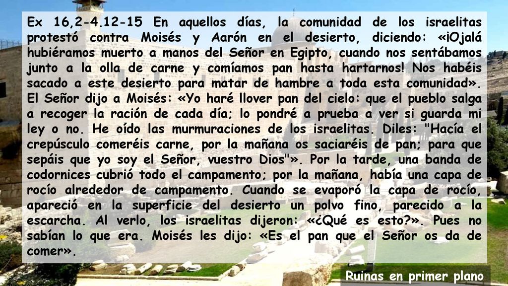 Ex 16, En aquellos días, la comunidad de los israelitas protestó contra Moisés y Aarón en el desierto, diciendo: «¡Ojalá hubiéramos muerto a manos del Señor en Egipto, cuando nos sentábamos junto a la olla de carne y comíamos pan hasta hartarnos! Nos habéis sacado a este desierto para matar de hambre a toda esta comunidad». El Señor dijo a Moisés: «Yo haré llover pan del cielo: que el pueblo salga a recoger la ración de cada día; lo pondré a prueba a ver si guarda mi ley o no. He oído las murmuraciones de los israelitas. Diles: Hacía el crepúsculo comeréis carne, por la mañana os saciaréis de pan; para que sepáis que yo soy el Señor, vuestro Dios ». Por la tarde, una banda de codornices cubrió todo el campamento; por la mañana, había una capa de rocío alrededor de campamento. Cuando se evaporó la capa de rocío, apareció en la superficie del desierto un polvo fino, parecido a la escarcha. Al verlo, los israelitas dijeron: «¿Qué es esto ». Pues no sabían lo que era. Moisés les dijo: «Es el pan que el Señor os da de comer».