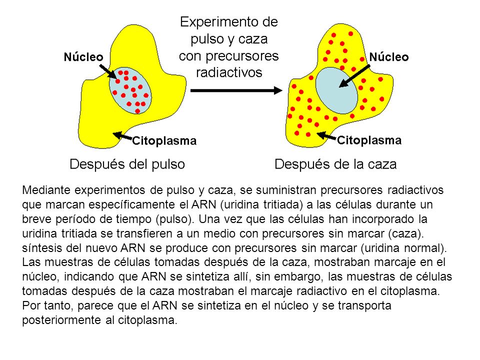 Mediante experimentos de pulso y caza, se suministran precursores radiactivos que marcan específicamente el ARN (uridina tritiada) a las células durante un breve período de tiempo (pulso).