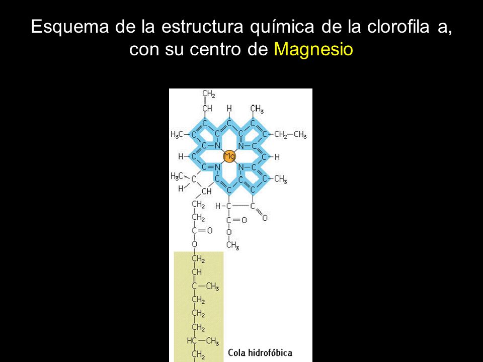 Esquema de la estructura química de la clorofila a, con su centro de Magnesio