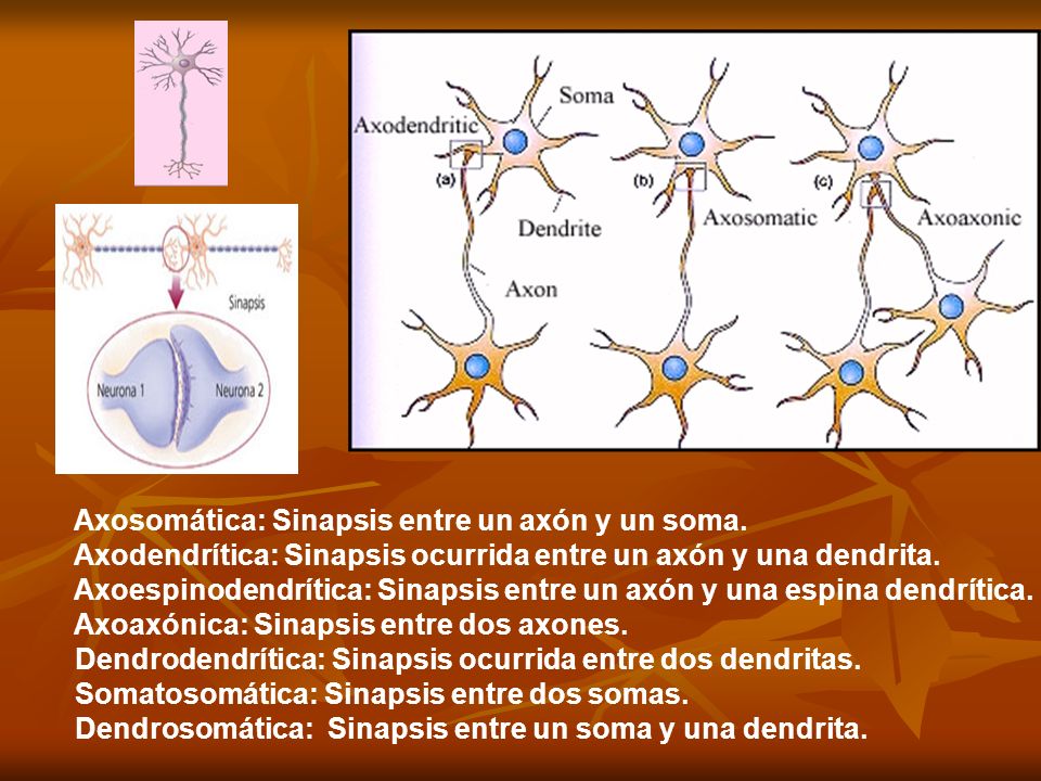 Axosomática: Sinapsis entre un axón y un soma