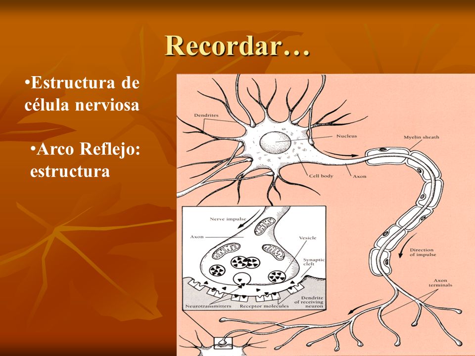Recordar… Estructura de célula nerviosa Arco Reflejo: estructura