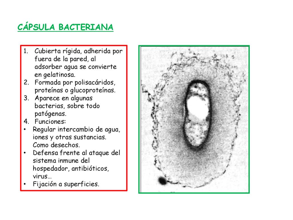 CÁPSULA BACTERIANA Cubierta rígida, adherida por fuera de la pared, al adsorber agua se convierte en gelatinosa.