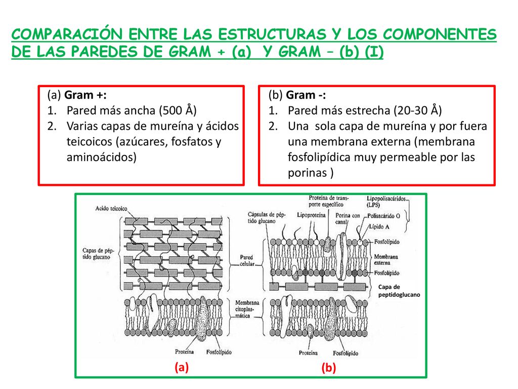 COMPARACIÓN ENTRE LAS ESTRUCTURAS Y LOS COMPONENTES DE LAS PAREDES DE GRAM + (a) Y GRAM – (b) (I)
