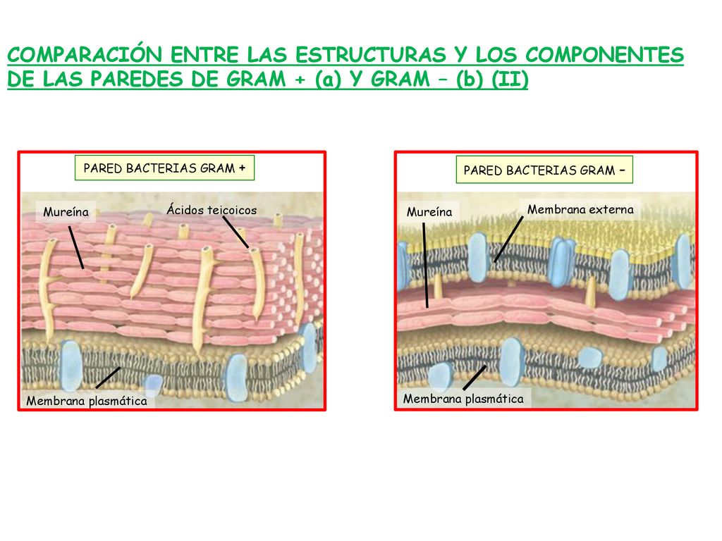 COMPARACIÓN ENTRE LAS ESTRUCTURAS Y LOS COMPONENTES DE LAS PAREDES DE GRAM + (a) Y GRAM – (b) (II)