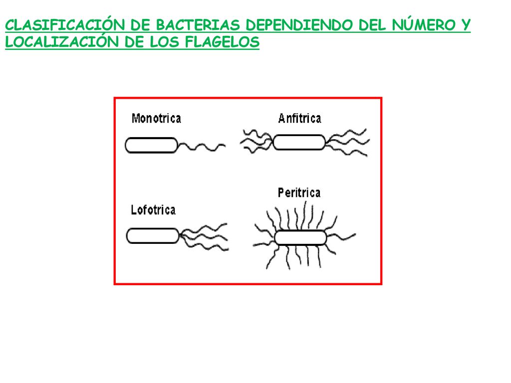 CLASIFICACIÓN DE BACTERIAS DEPENDIENDO DEL NÚMERO Y LOCALIZACIÓN DE LOS FLAGELOS