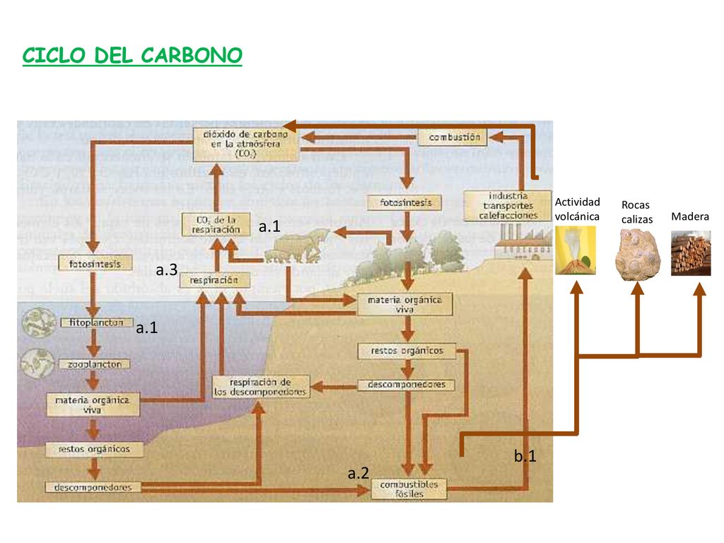 CICLO DEL CARBONO a.1 a.3 a.1 b.1 a.2 Actividad volcánica