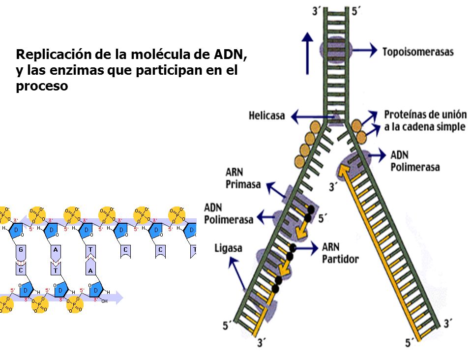 Replicación de la molécula de ADN, y las enzimas que participan en el proceso