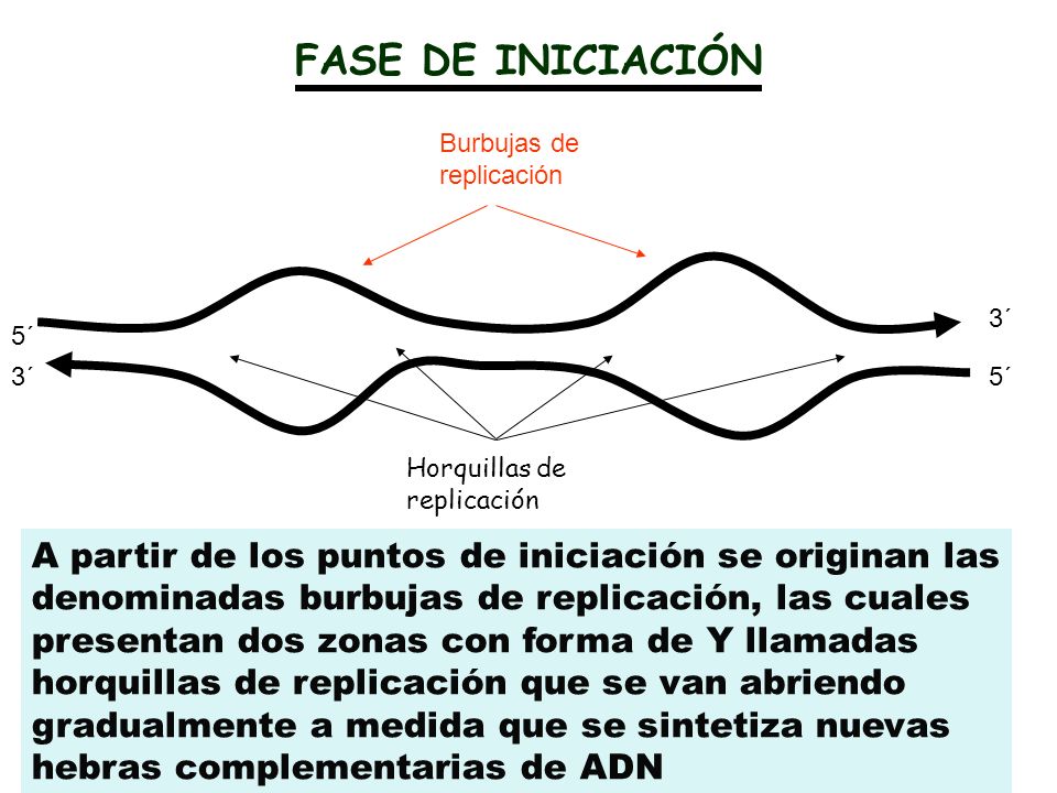 FASE DE INICIACIÓN Burbujas de replicación. 3´ 5´ 3´ 5´ Horquillas de replicación.