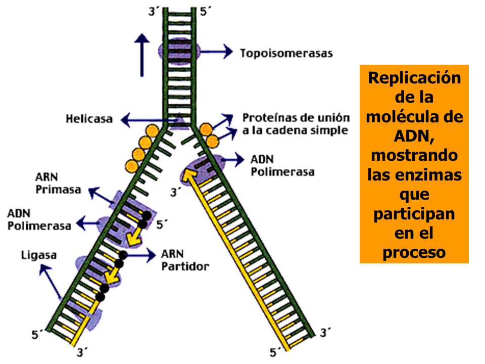 Replicación de la molécula de ADN, mostrando las enzimas que participan en el proceso