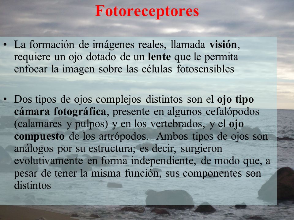 Fotoreceptores