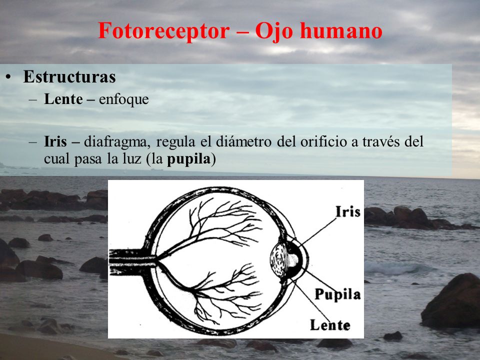 Fotoreceptor – Ojo humano