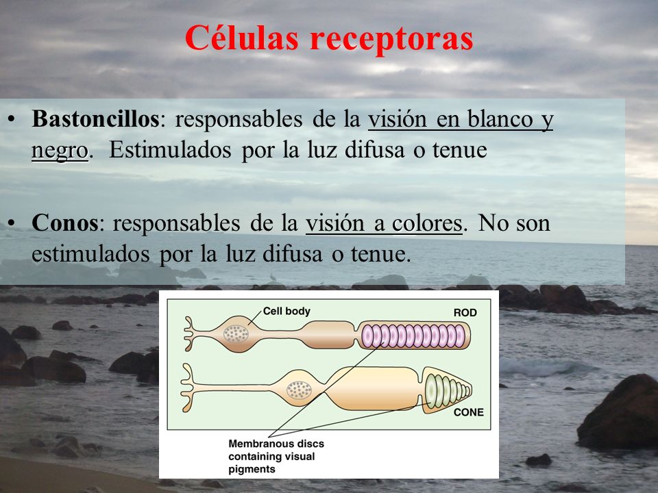 Células receptoras Bastoncillos: responsables de la visión en blanco y negro. Estimulados por la luz difusa o tenue.
