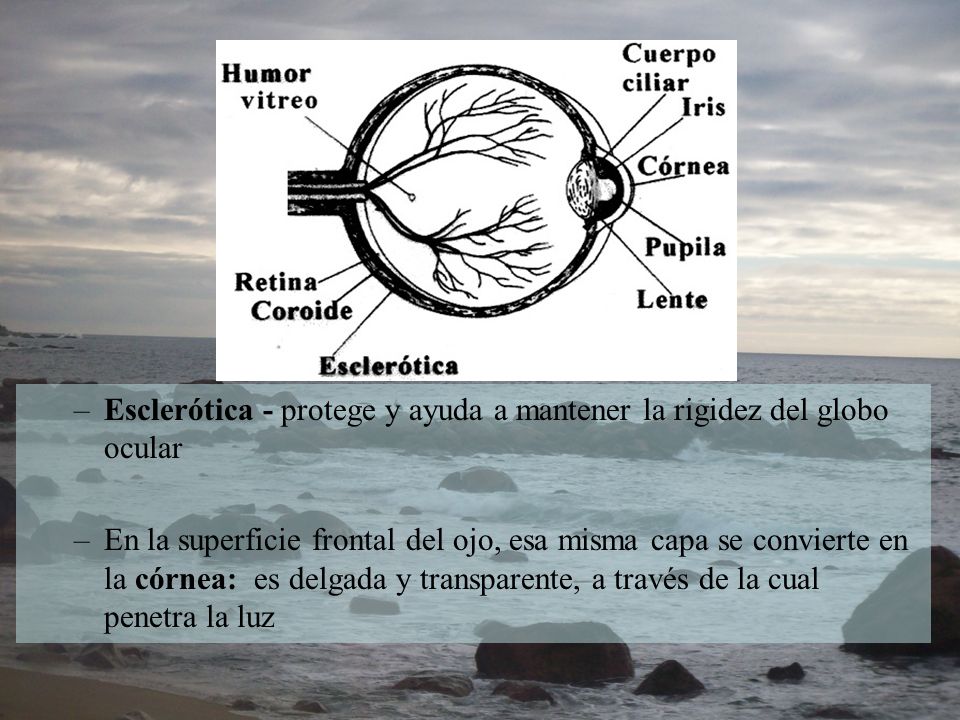 Esclerótica - protege y ayuda a mantener la rigidez del globo ocular