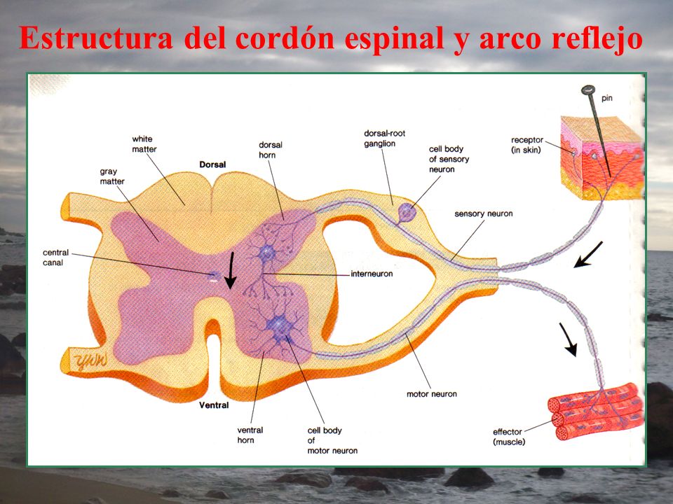 Estructura del cordón espinal y arco reflejo