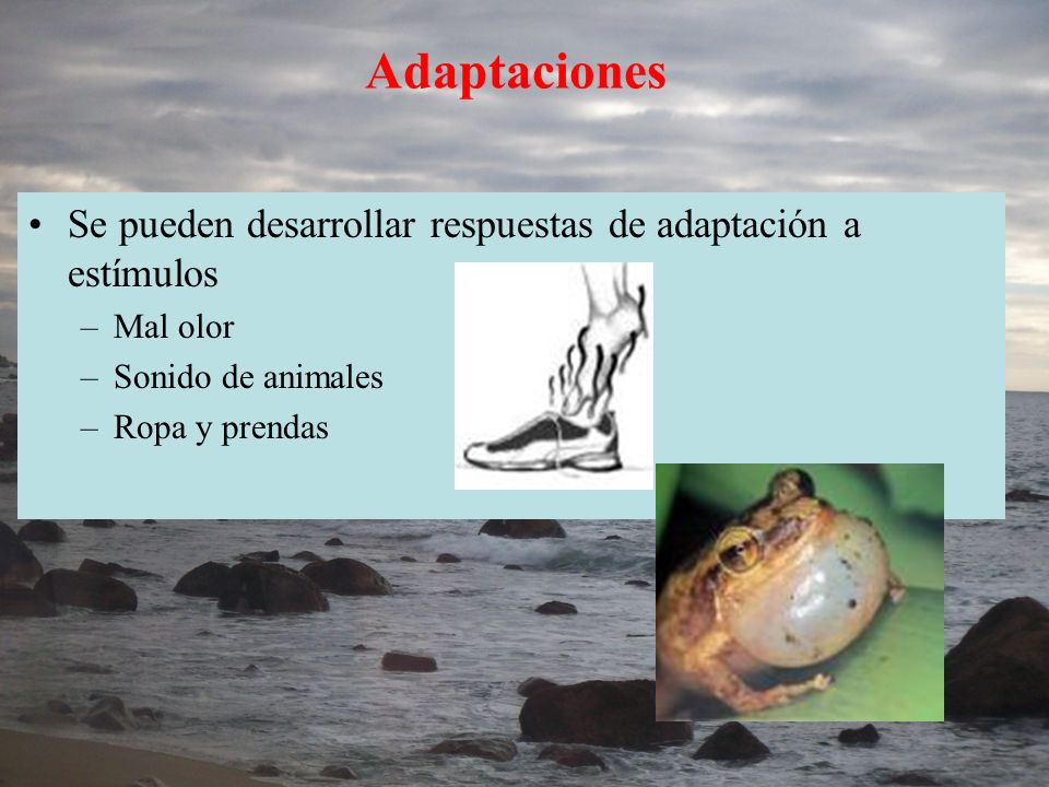 Adaptaciones Se pueden desarrollar respuestas de adaptación a estímulos. Mal olor. Sonido de animales.