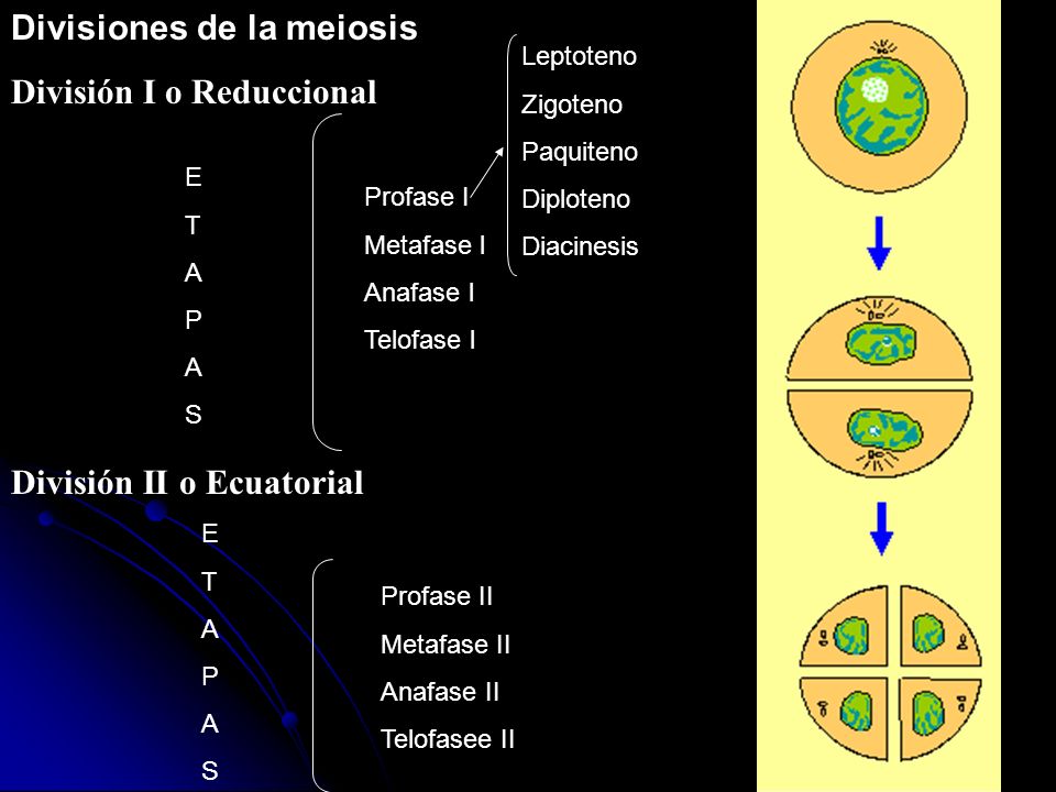Divisiones de la meiosis División I o Reduccional