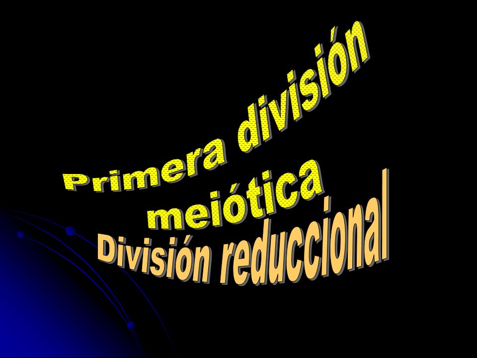 Primera división meiótica División reduccional