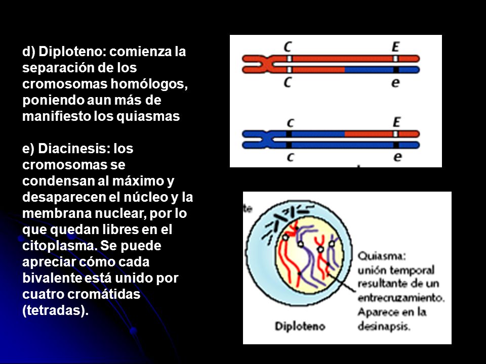 d) Diploteno: comienza la separación de los cromosomas homólogos, poniendo aun más de manifiesto los quiasmas
