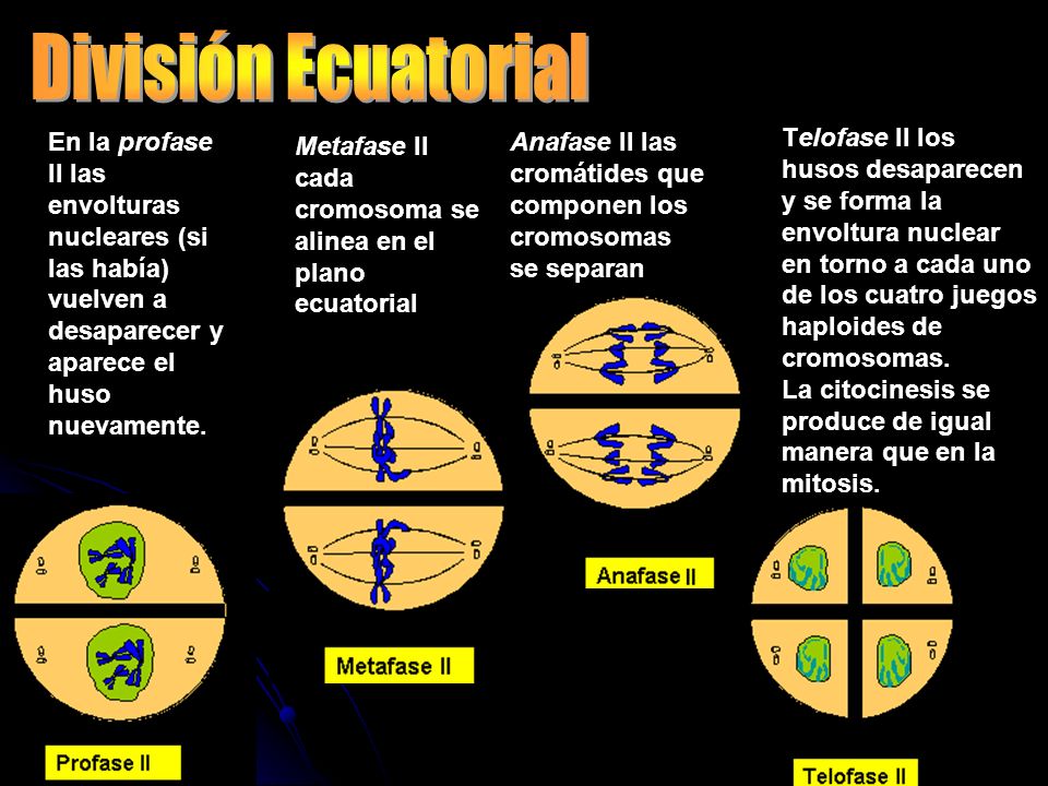División Ecuatorial En la profase II las envolturas nucleares (si las había) vuelven a desaparecer y aparece el huso nuevamente.