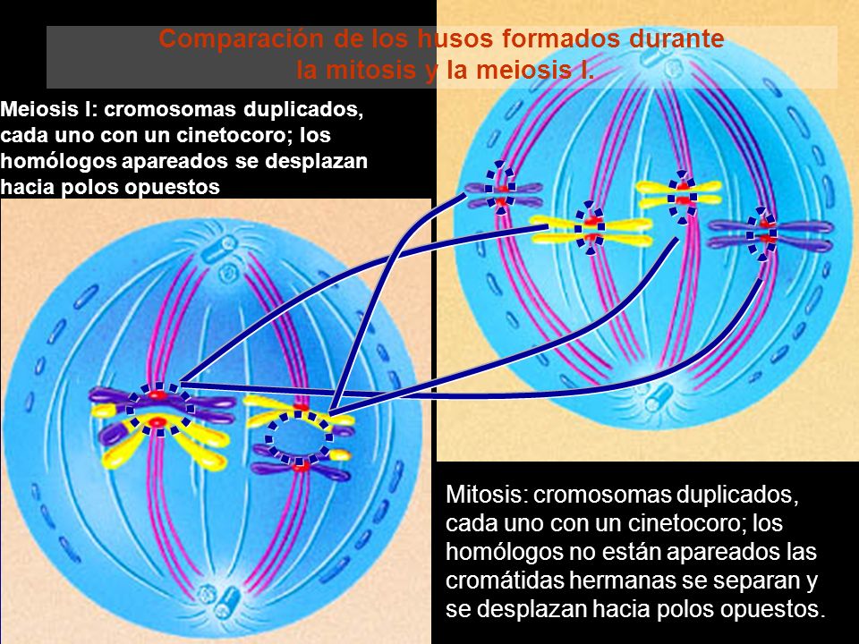 Comparación de los husos formados durante la mitosis y la meiosis I.