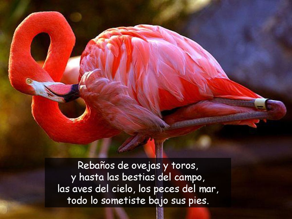 Rebaños de ovejas y toros, y hasta las bestias del campo,
