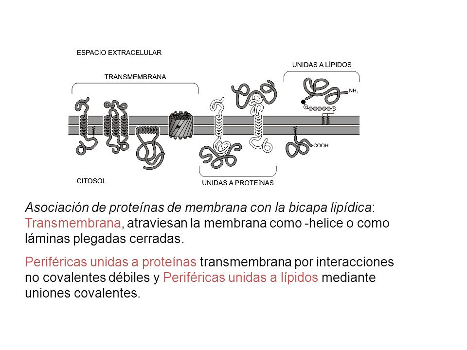 Asociación de proteínas de membrana con la bicapa lipídica: Transmembrana, atraviesan la membrana como -helice o como láminas plegadas cerradas.