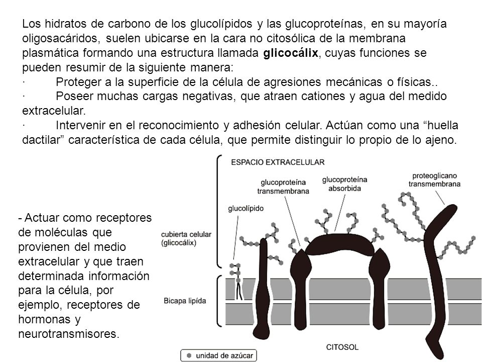 Los hidratos de carbono de los glucolípidos y las glucoproteínas, en su mayoría oligosacáridos, suelen ubicarse en la cara no citosólica de la membrana plasmática formando una estructura llamada glicocálix, cuyas funciones se pueden resumir de la siguiente manera: