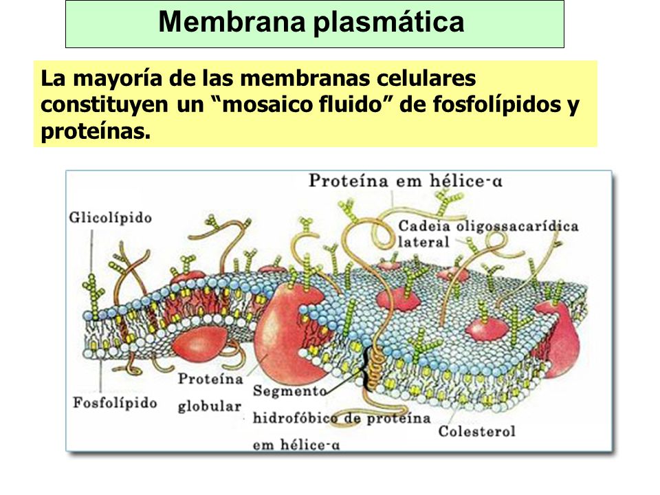 Membrana plasmática La mayoría de las membranas celulares constituyen un mosaico fluido de fosfolípidos y proteínas.