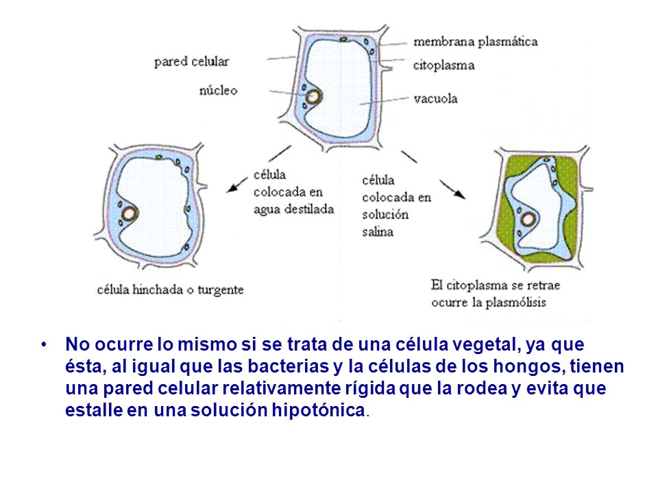 No ocurre lo mismo si se trata de una célula vegetal, ya que ésta, al igual que las bacterias y la células de los hongos, tienen una pared celular relativamente rígida que la rodea y evita que estalle en una solución hipotónica.