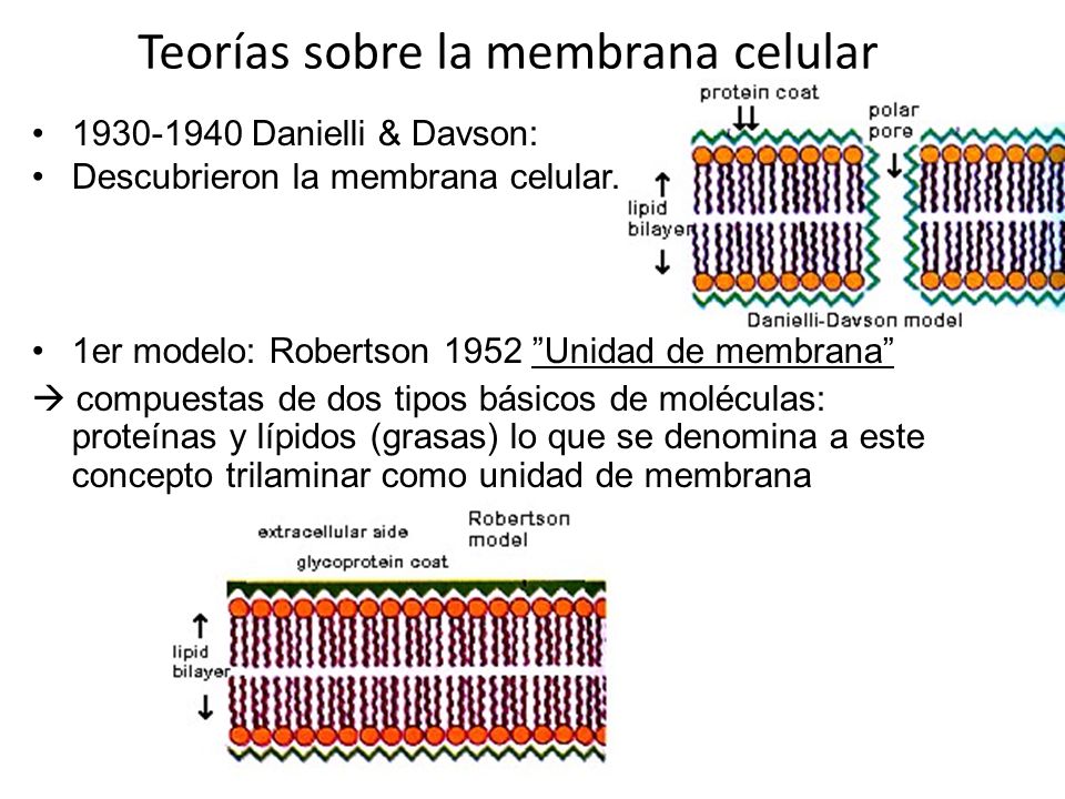 Membrana y Transporte 1° medio. - ppt descargar