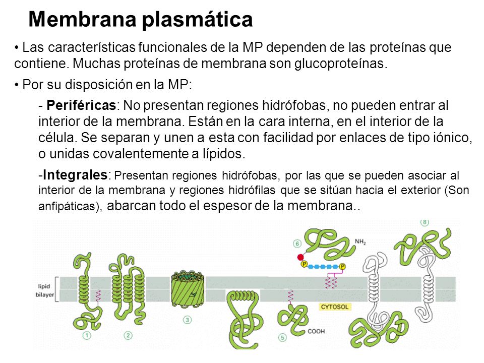 Membrana plasmática Las características funcionales de la MP dependen de las proteínas que contiene. Muchas proteínas de membrana son glucoproteínas.