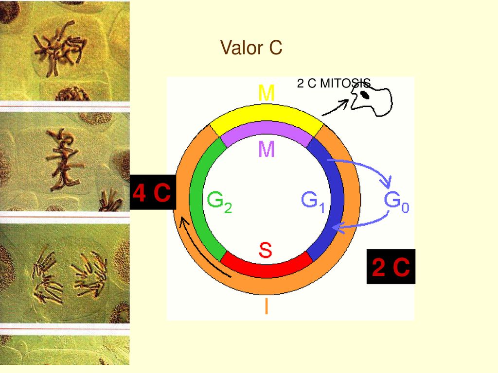 Valor C 2 C MITOSIS 4 C ¿Qué es c y n 2 C