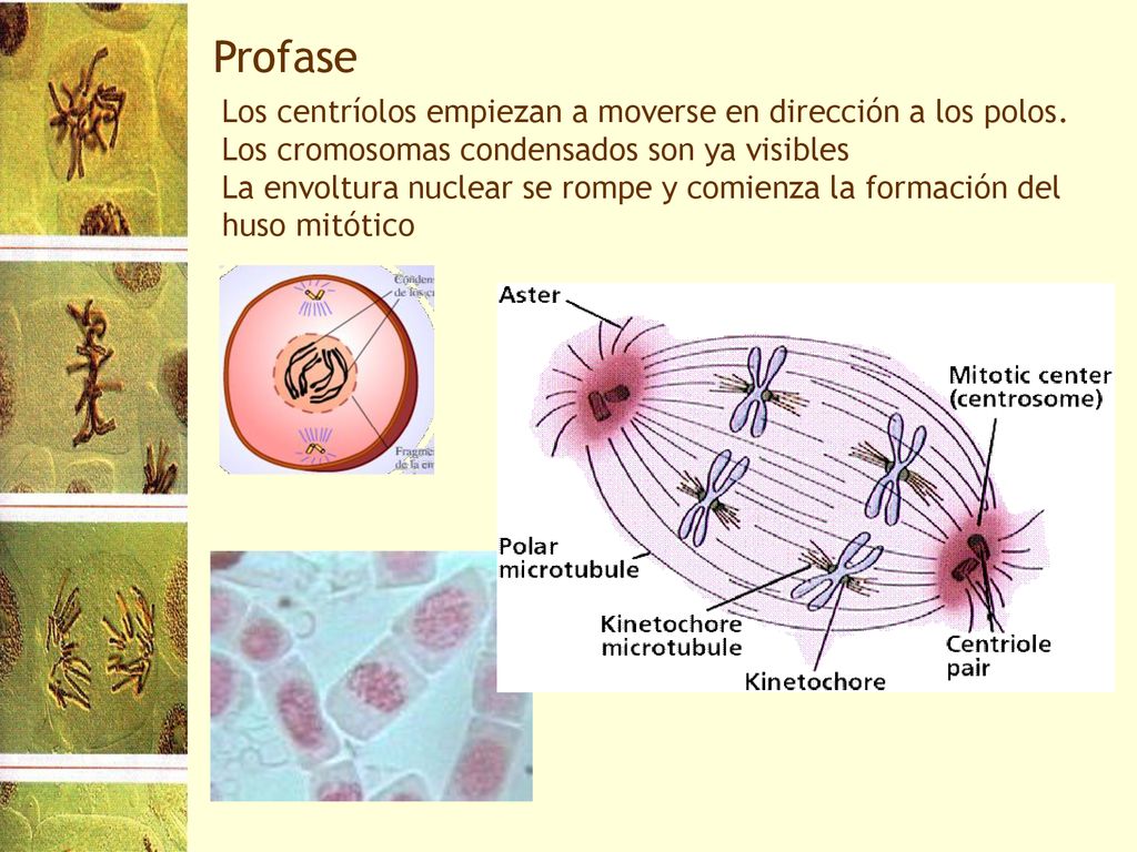 Profase Los centríolos empiezan a moverse en dirección a los polos.