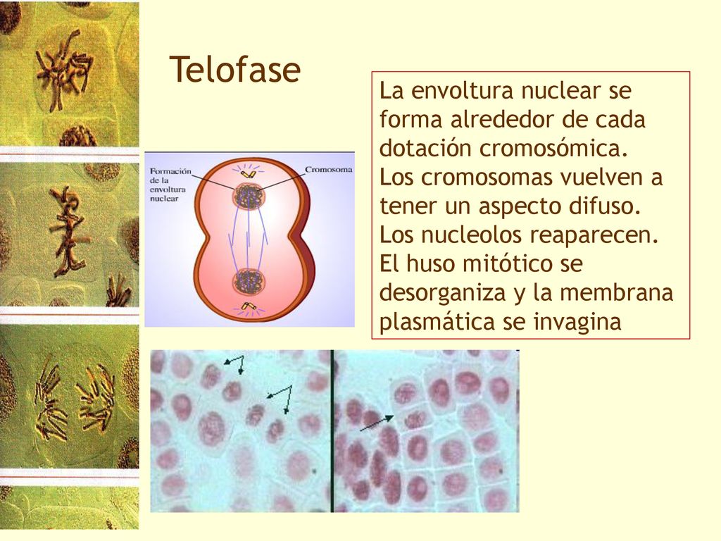 Telofase La envoltura nuclear se forma alrededor de cada dotación cromosómica.