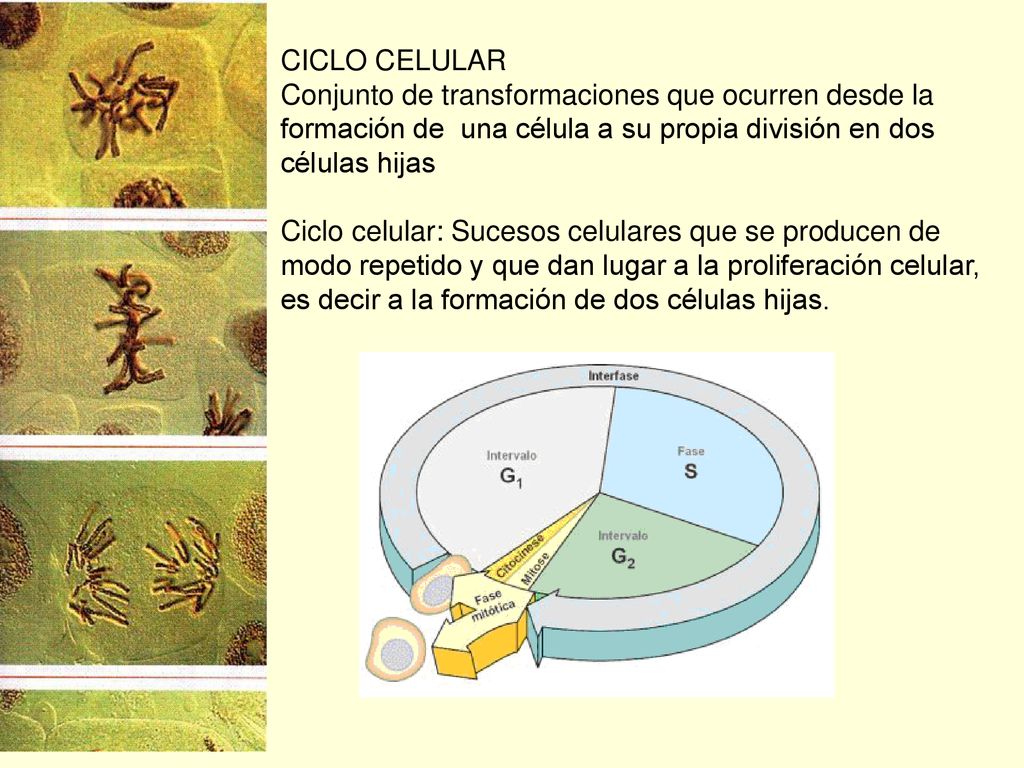 CICLO CELULAR Conjunto de transformaciones que ocurren desde la formación de una célula a su propia división en dos células hijas