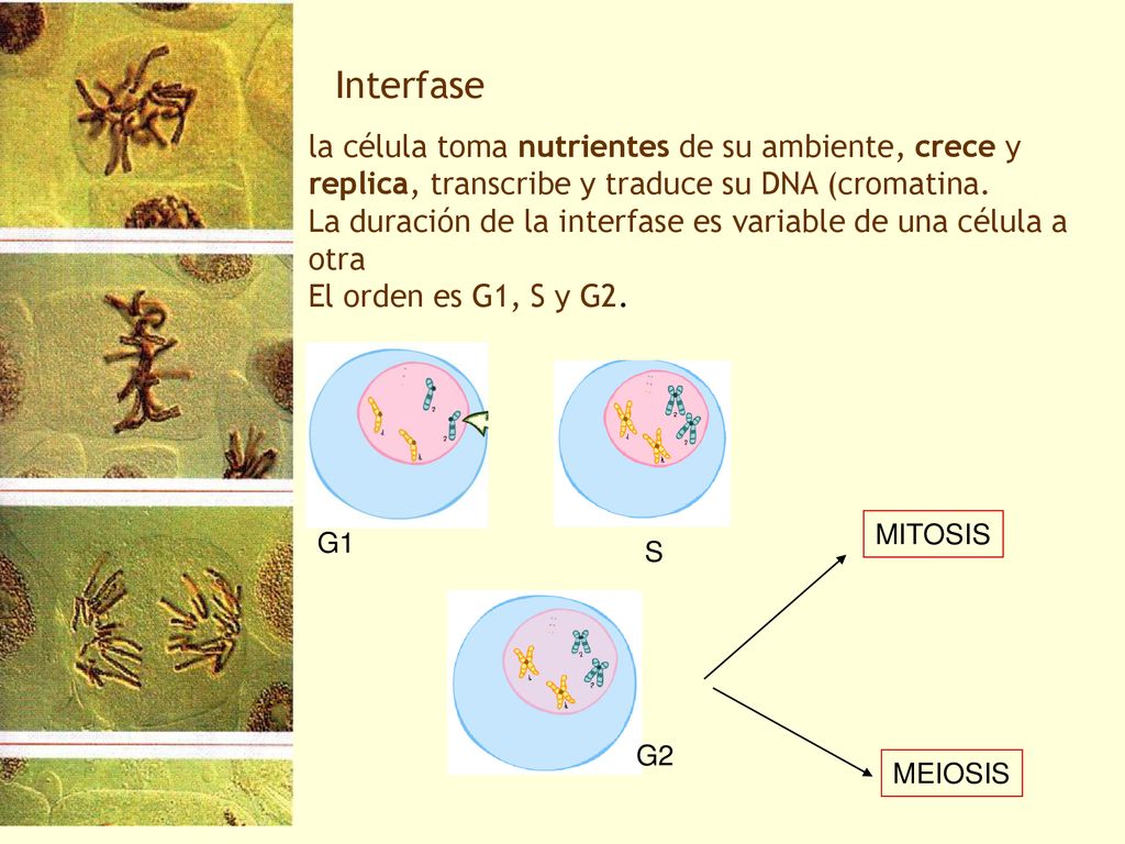 Interfase la célula toma nutrientes de su ambiente, crece y replica, transcribe y traduce su DNA (cromatina.