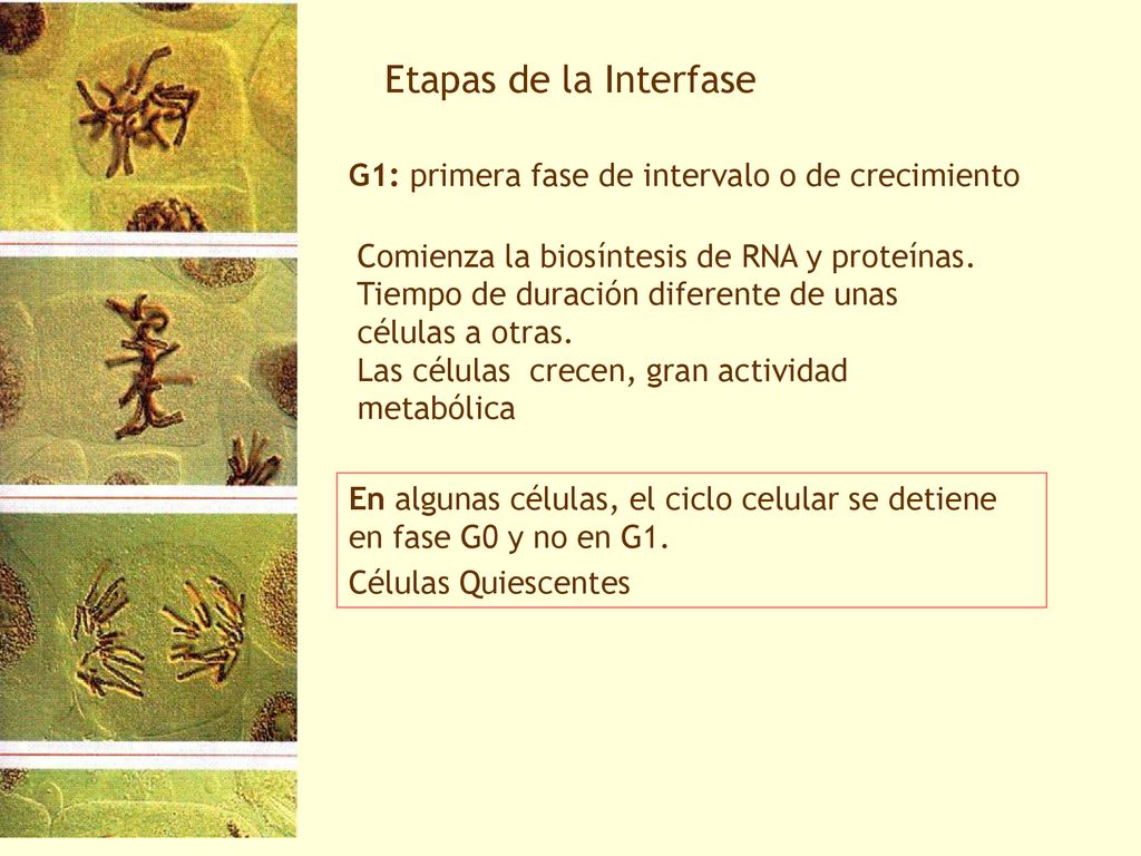 Etapas de la Interfase G1: primera fase de intervalo o de crecimiento