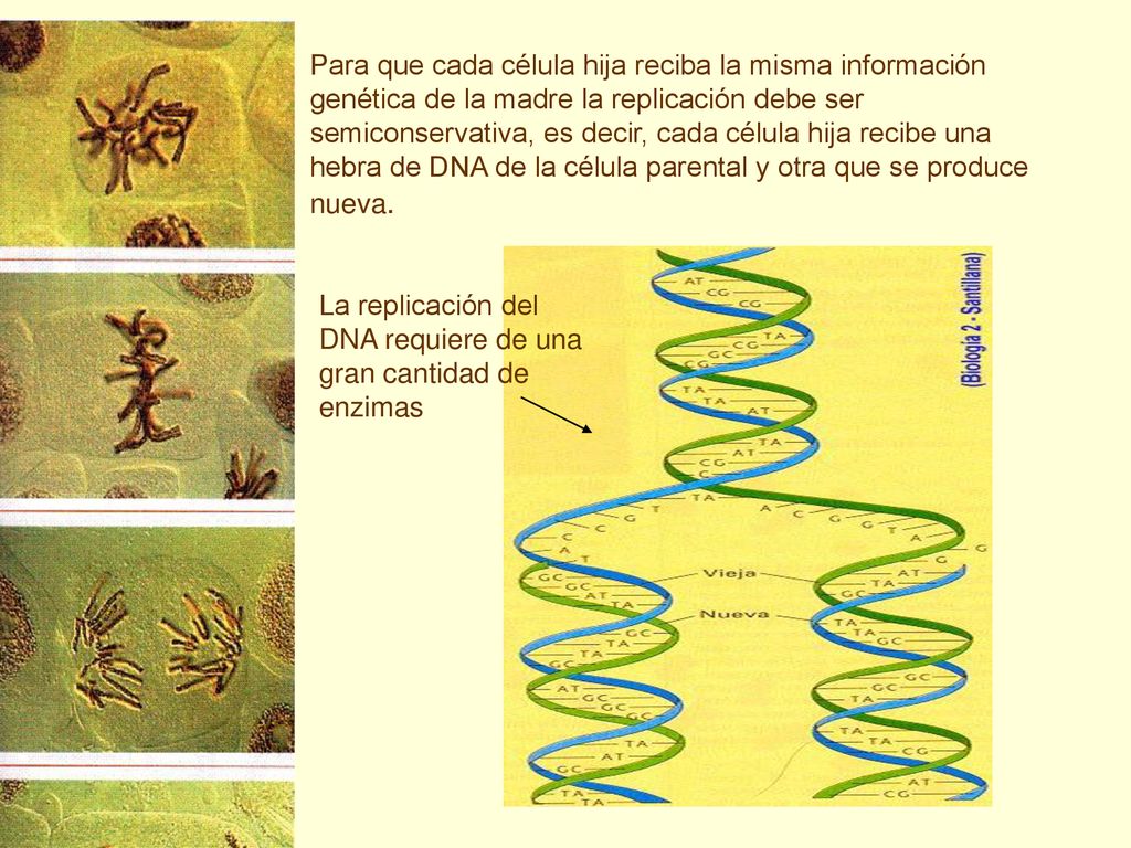 Para que cada célula hija reciba la misma información genética de la madre la replicación debe ser semiconservativa, es decir, cada célula hija recibe una hebra de DNA de la célula parental y otra que se produce nueva.