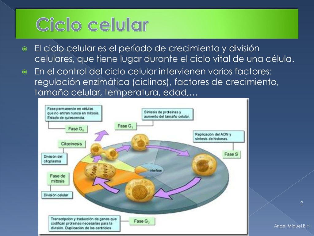 Ciclo celular El ciclo celular es el período de crecimiento y división celulares, que tiene lugar durante el ciclo vital de una célula.
