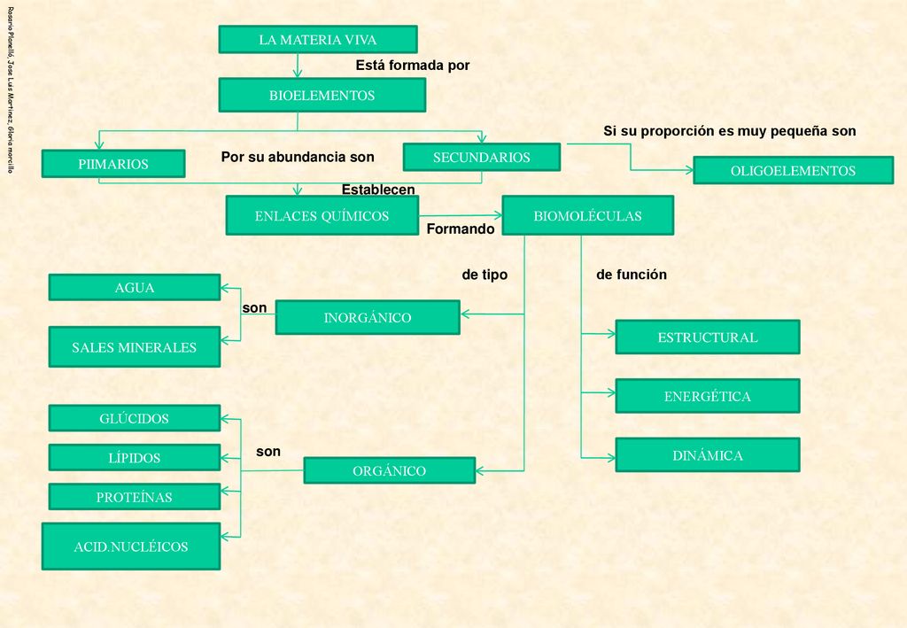LA MATERIA VIVA Está formada por. BIOELEMENTOS. Si su proporción es muy pequeña son. Por su abundancia son.