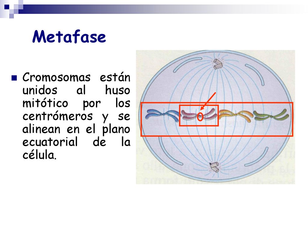 Metafase Cromosomas están unidos al huso mitótico por los centrómeros y se alinean en el plano ecuatorial de la célula.