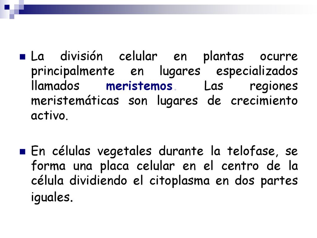 La división celular en plantas ocurre principalmente en lugares especializados llamados meristemos. Las regiones meristemáticas son lugares de crecimiento activo.