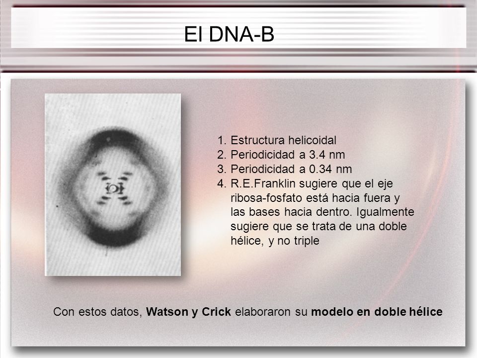 El DNA-B 1. Estructura helicoidal 2. Periodicidad a 3.4 nm