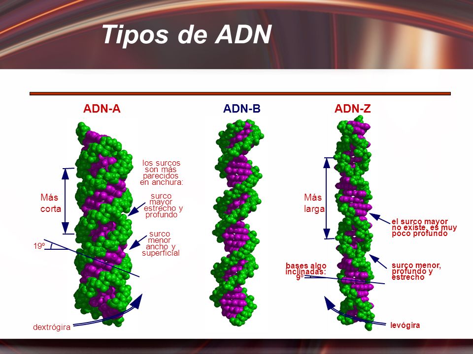 Tipos de ADN ADN-A ADN-B ADN-Z Más corta Más larga los surcos son más