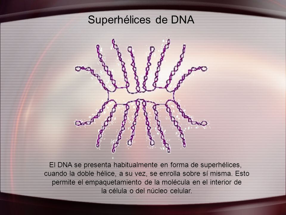 Superhélices de DNA El DNA se presenta habitualmente en forma de superhélices, cuando la doble hélice, a su vez, se enrolla sobre sí misma. Esto.