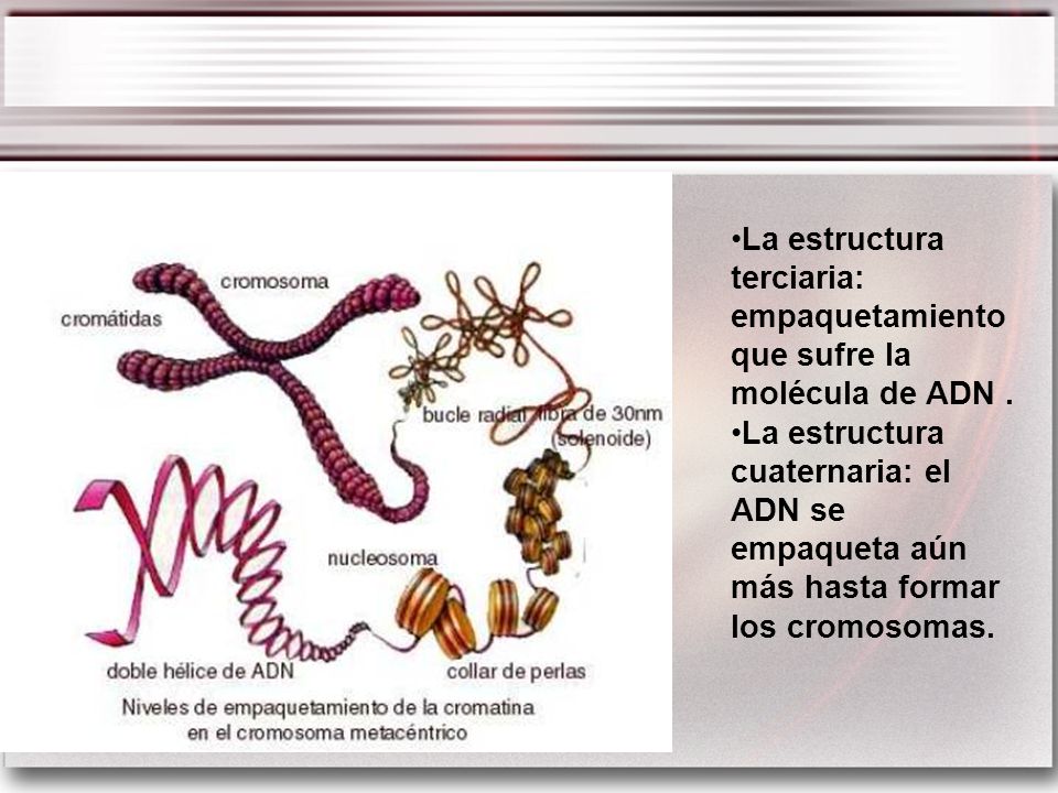 La estructura terciaria: empaquetamiento que sufre la molécula de ADN .