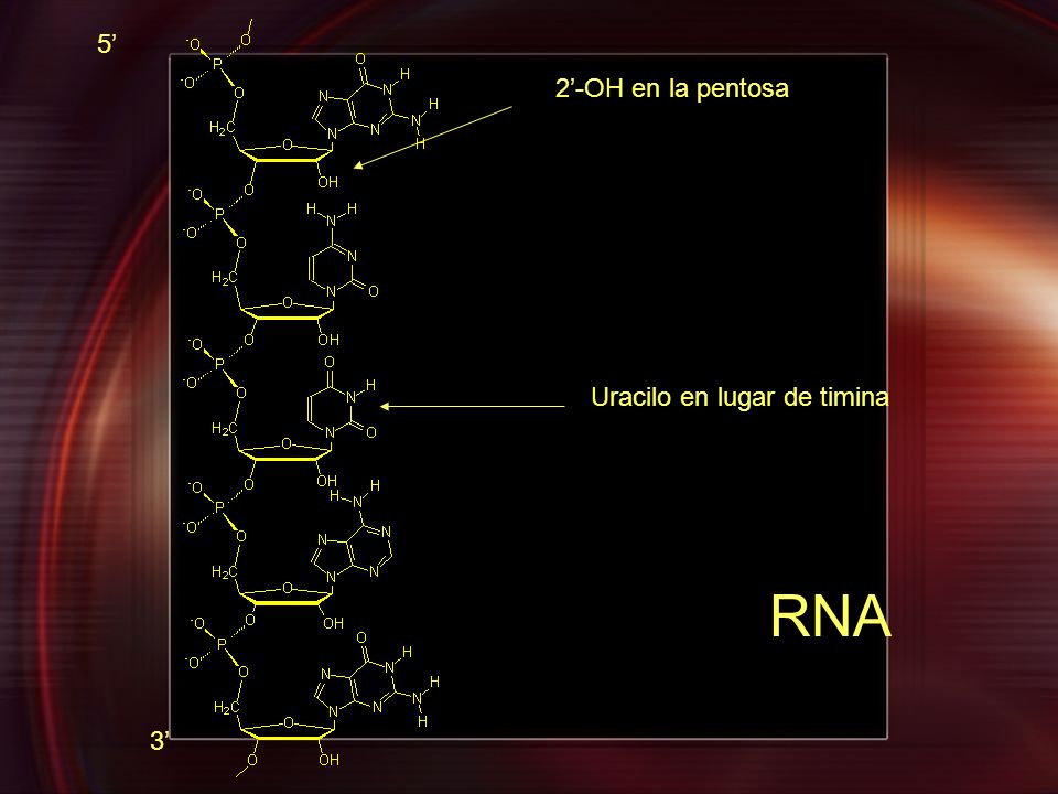 5’ 2’-OH en la pentosa Uracilo en lugar de timina RNA 3’